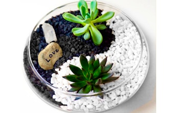 Plant Nite: Yin Yang Design Glass Lily Bowl Succulent..